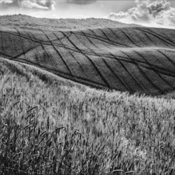 Pienza (Siena)