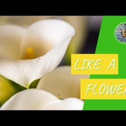 Like a Flower